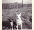 Lassie and Beauty