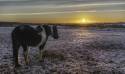 G_Ford_13Jan2021-1