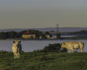 Cattle 2