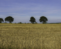 Farm Track