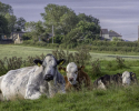 Resting Cattle