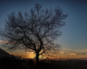 Sunset Tree