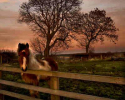gf_horseatsunset