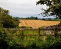 over_the_fence