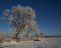 snow-tree_fbu