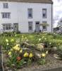 GFord_Sedge_13Apr2021-10