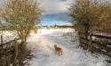 Snow in January 2018 (5)