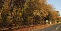 leafy-lane