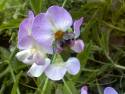picture0010_1