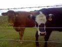 picture0023
