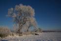 snow-tree_fbu