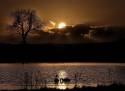 swans-at-sunset