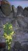 wallflower_redfern