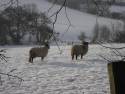 26th Dec 2009