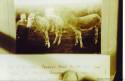 Mr W Prestons donkeys